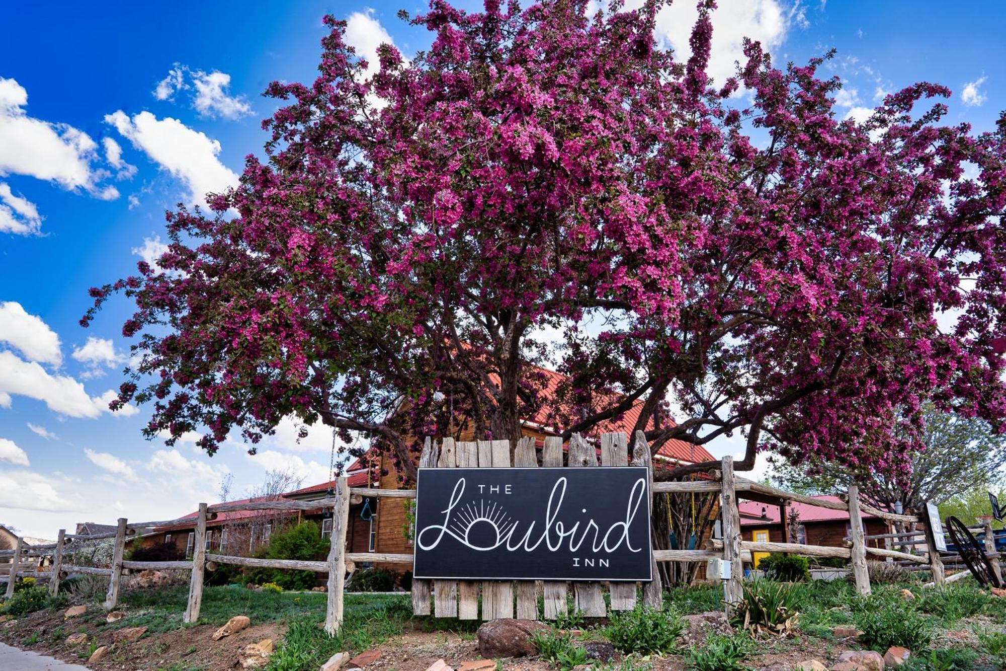 The Loubird Inn Escalante Buitenkant foto
